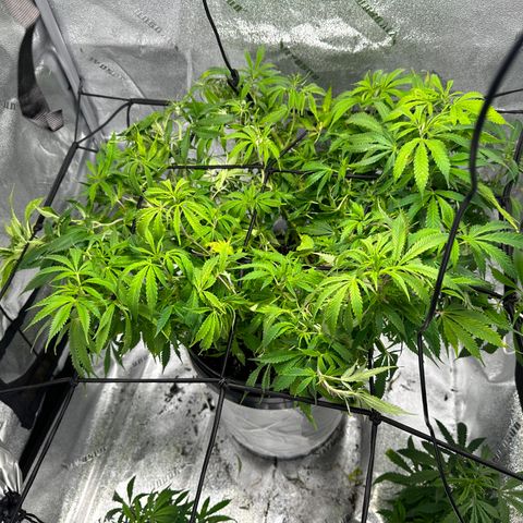 Lady growlog timeline photo