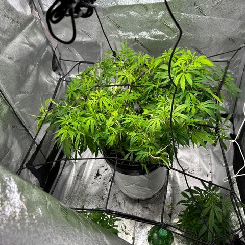 Lady growlog timeline photo