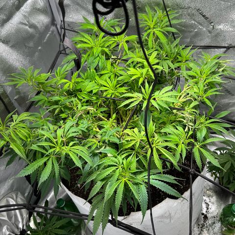 Lady growlog timeline photo
