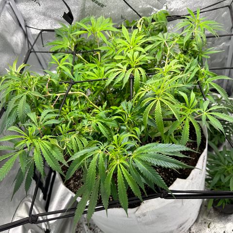 Lady growlog timeline photo