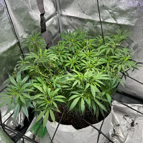 Lady growlog timeline photo