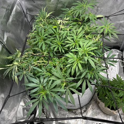 Lady growlog timeline photo