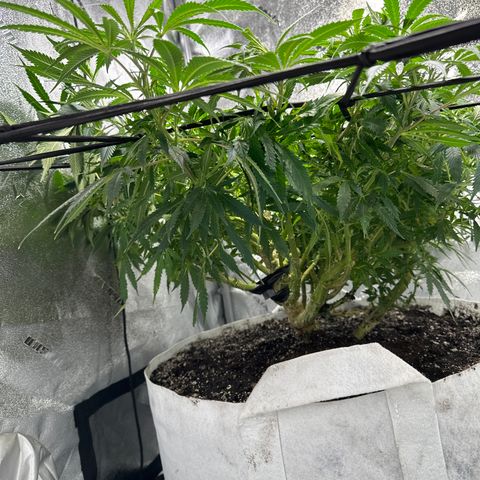 Lady growlog timeline photo