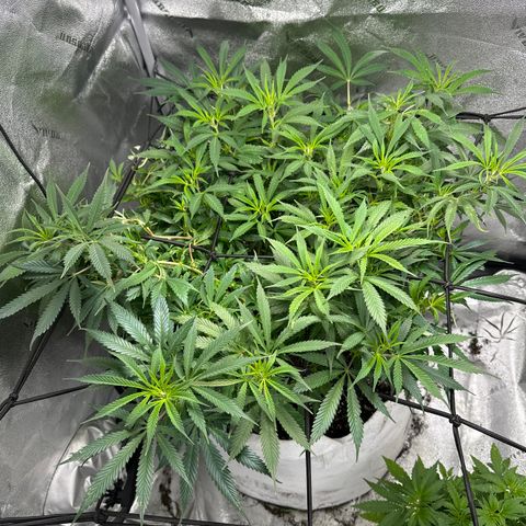Lady growlog timeline photo