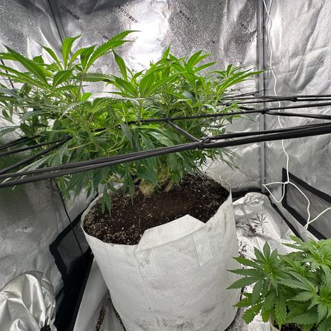 Lady growlog timeline photo