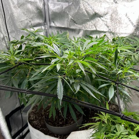 Lady growlog timeline photo