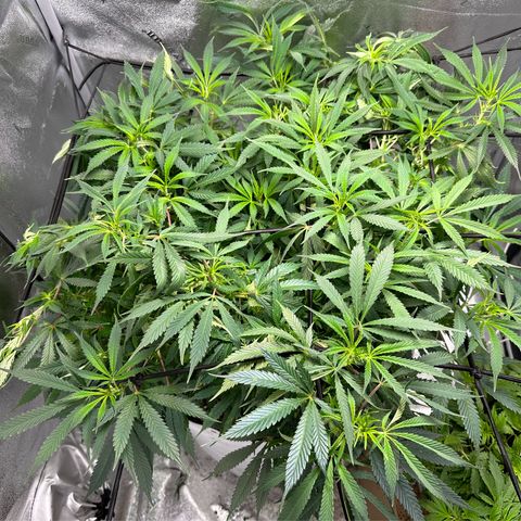 Lady growlog timeline photo