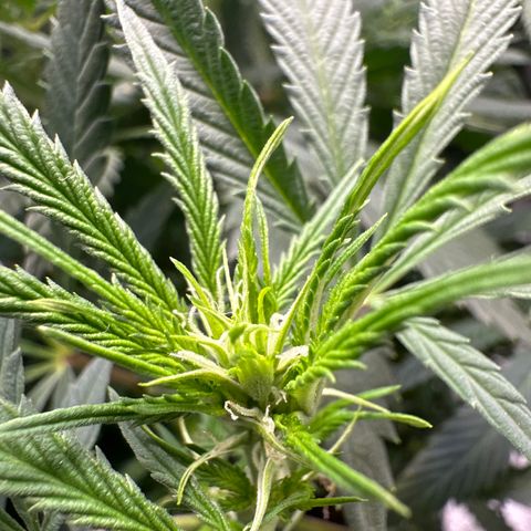 Lady growlog photo: Fleurs