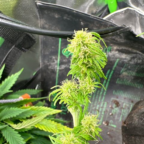 Lady growlog timeline photo
