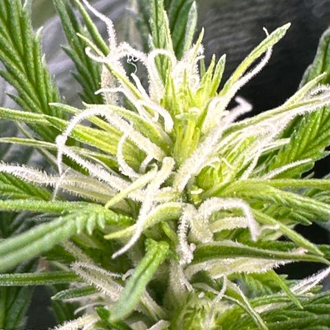 Lady growlog timeline photo