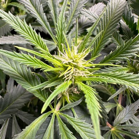 Lady growlog timeline photo