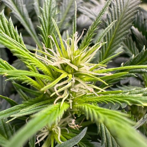 Lady growlog timeline photo