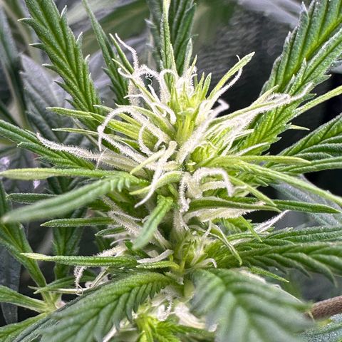 Lady growlog timeline photo