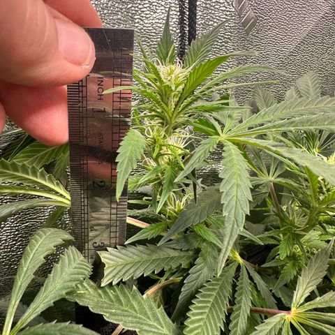 Lady growlog timeline photo