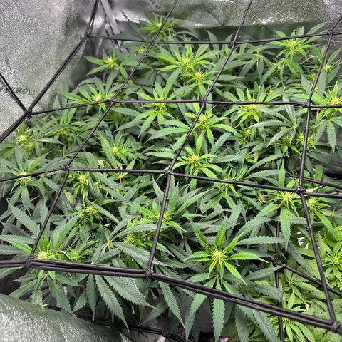 Lady growlog timeline photo