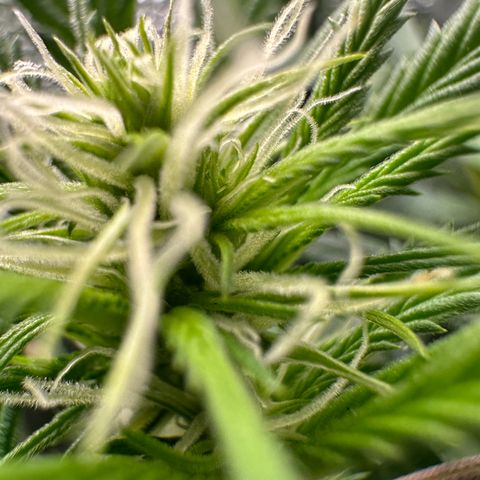 Lady growlog timeline photo