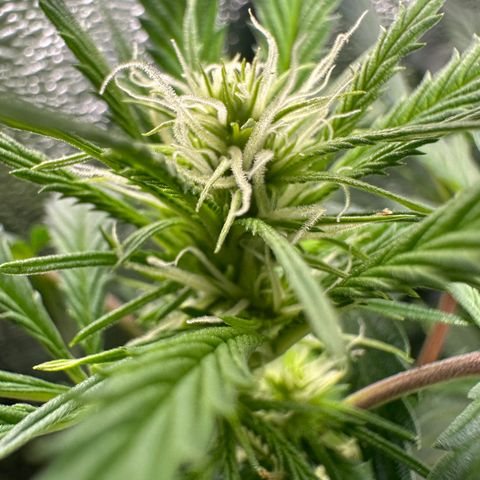 Lady growlog timeline photo
