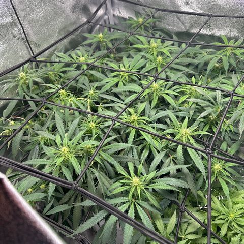 Lady growlog timeline photo