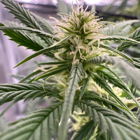 Lady growlog timeline photo