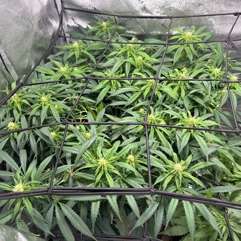 Lady growlog timeline photo