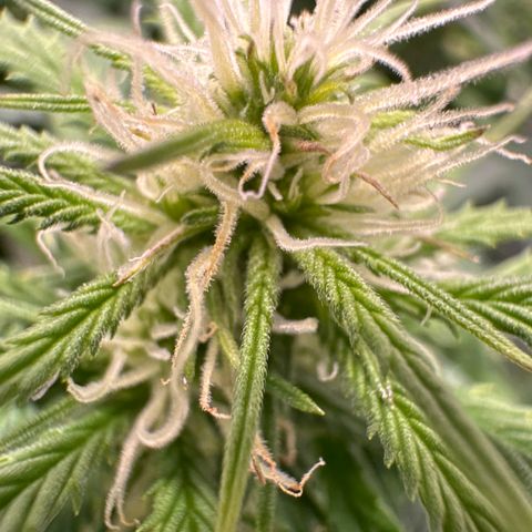Lady growlog timeline photo