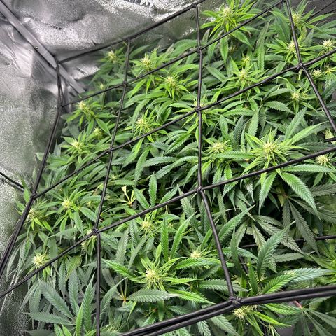 Lady growlog timeline photo