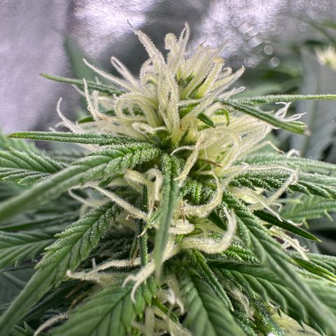 Lady growlog timeline photo