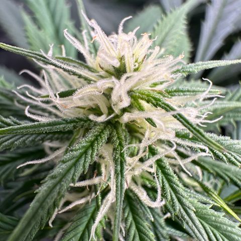 Lady growlog timeline photo