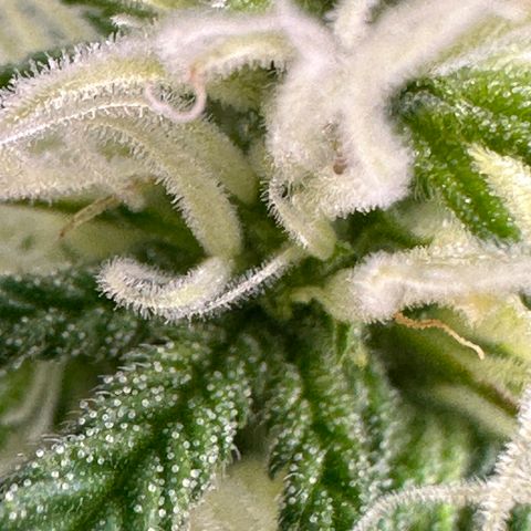Lady growlog timeline photo
