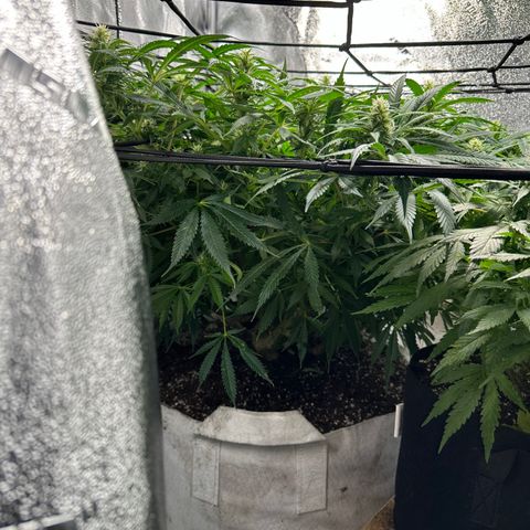 Lady growlog timeline photo