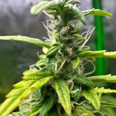 Lady growlog timeline photo