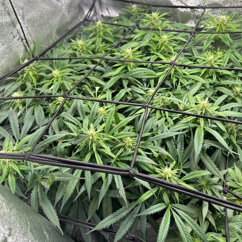 Lady growlog timeline photo