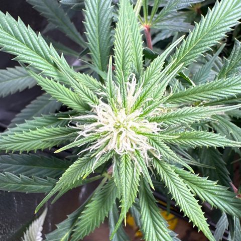 Lady growlog timeline photo