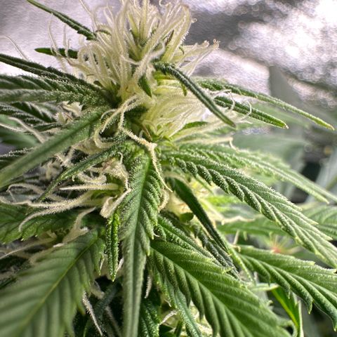 Lady growlog timeline photo