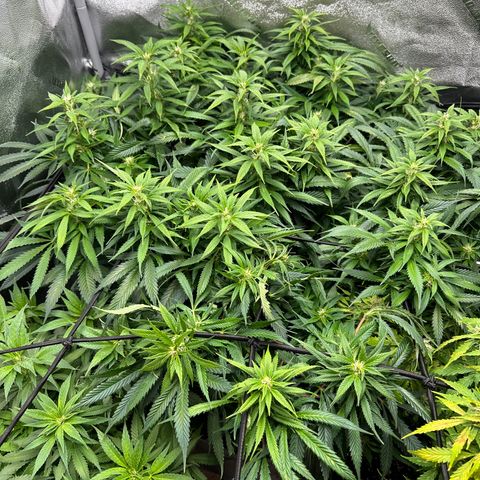 Lady growlog timeline photo