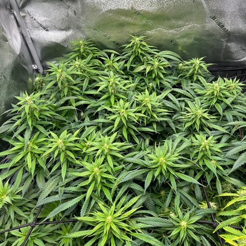 Lady growlog timeline photo