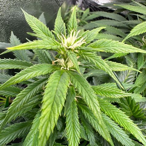 Lady growlog timeline photo