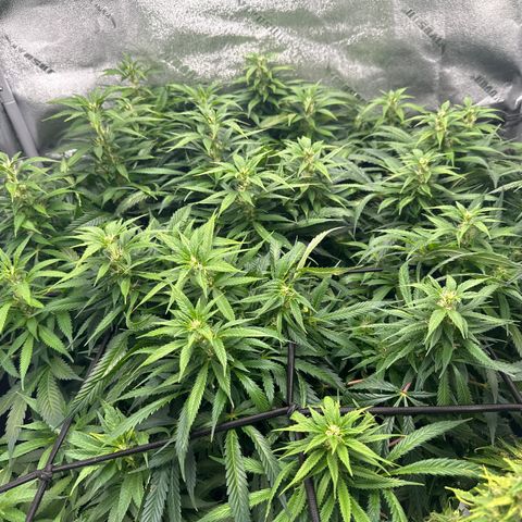 Lady growlog timeline photo