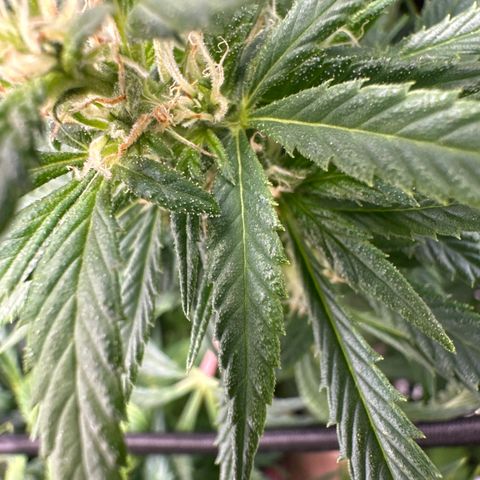 Lady growlog timeline photo