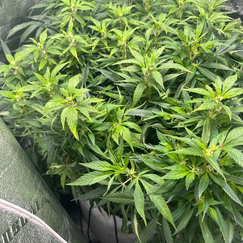 Lady growlog timeline photo