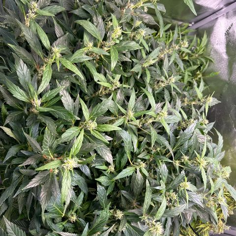 Lady growlog timeline photo