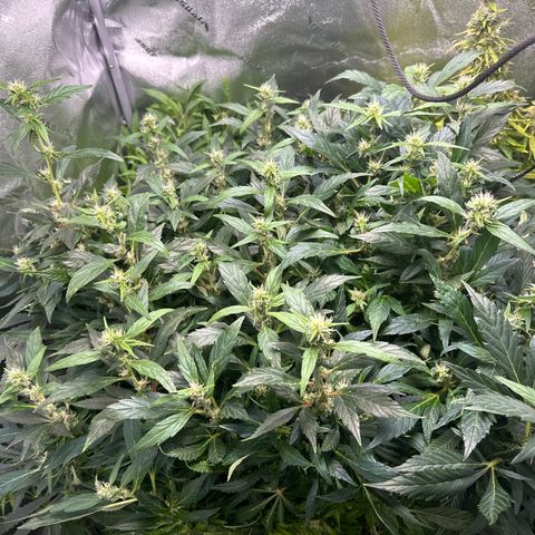 Lady growlog timeline photo