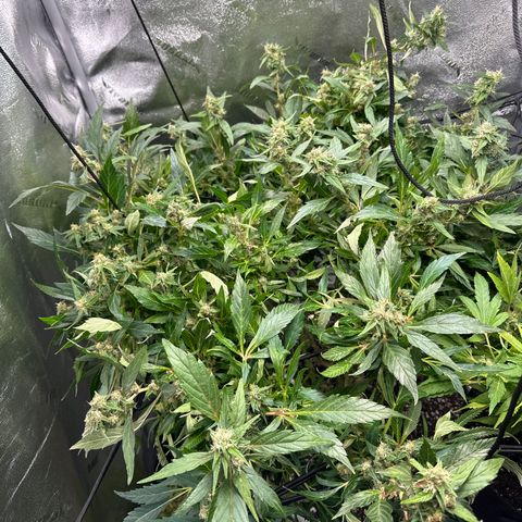 Lady growlog timeline photo