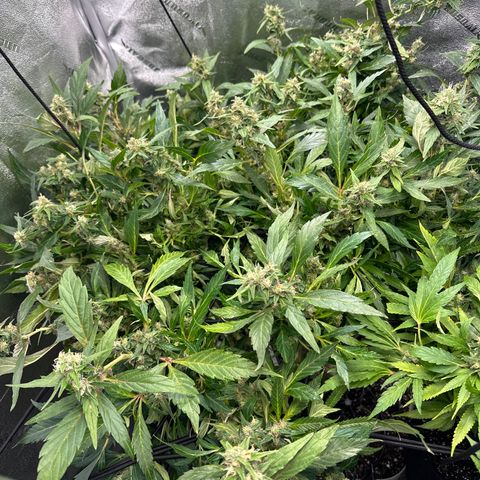 Lady growlog timeline photo