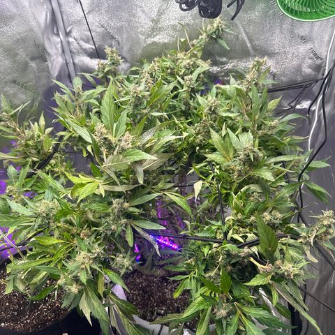 Lady growlog timeline photo