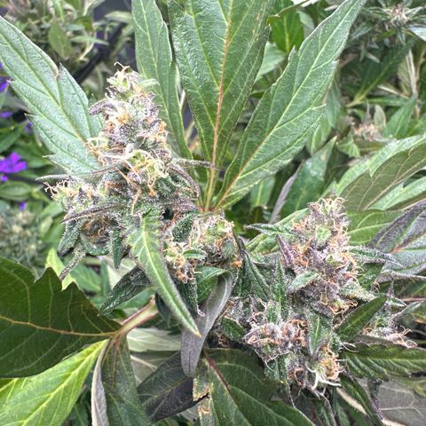 Lady growlog timeline photo