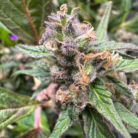 Lady growlog timeline photo