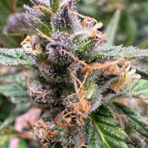 Lady growlog timeline photo