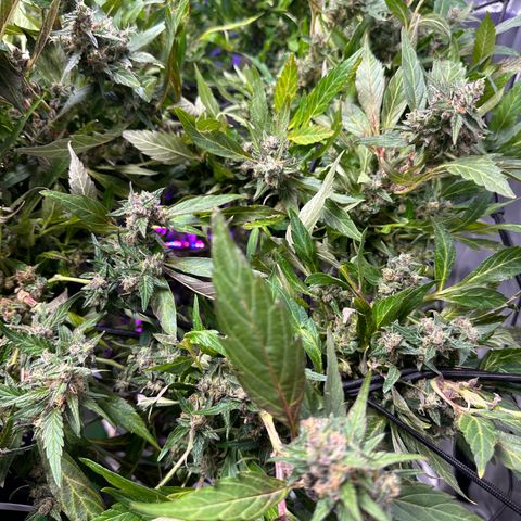 Lady growlog timeline photo