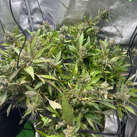 Lady growlog timeline photo